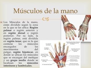 
 Los Músculos de la mano,
están dividido según la zona
en la que se les ubica: Región
palmar o región anterior y
en región dorsal o región
posterior. Por su lado, la
región palmar, está dividida
en región tenar, que es la que
contiene los músculos
encargados de los
movimientos del
pulgar, región hipotecar, en
donde se ubican los músculos
que se encargan del meñique
y un grupo medio donde se
localizan los músculos
interóseos y lumbricales.
Músculos de la mano
 