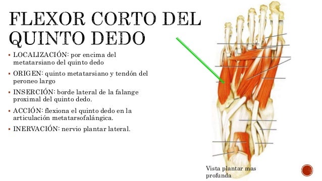 Músculos de la mano y el pie.