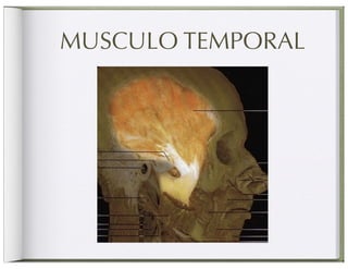 MUSCULO TEMPORAL
 