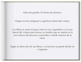 Músculo grande. En forma de abanico.


    Origen en fosa temporal y superﬁcie lateral del cráneo.


 Las ﬁbras se unen al pasar entre el arco cigomático y la cara
 lateral del cráneo para formar un tendón que se inserta en la
  cara interna del proceso coronoideo y borde anterior de la
                             rama.


Según la dirección de sus ﬁbras y su función se puede dividir en
                          3 regiones.
 