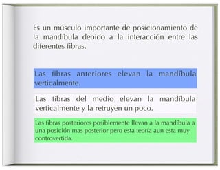 Es un músculo importante de posicionamiento de
la mandíbula debido a la interacción entre las
diferentes ﬁbras.


Las ﬁbras anteriores elevan la mandíbula
verticalmente.

Las ﬁbras del medio elevan la mandíbula
verticalmente y la retruyen un poco.
Las ﬁbras posteriores posiblemente llevan a la mandíbula a
una posición mas posterior pero esta teoría aun esta muy
controvertida.
 