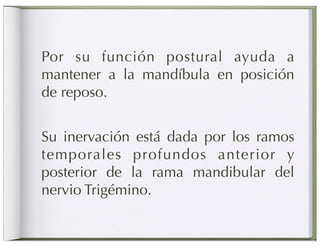 Por su función postural ayuda a
mantener a la mandíbula en posición
de reposo.


Su inervación está dada por los ramos
temporales profundos anterior y
posterior de la rama mandibular del
nervio Trigémino.
 