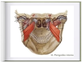 M. Pterigoideo interno
 