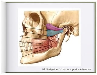 M.Pterigoideo externo superior e inferior
 