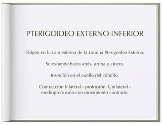 PTERIGOIDEO EXTERNO INFERIOR

Origen en la cara externa de la Lamina Pterigoidea Externa.

          Se extiende hacia atrás, arriba y afuera.

            Inserción en el cuello del cóndilo.

      Contracción bilateral - protrusión. Unilateral -
       medioprotrusión con movimiento contrario.
 