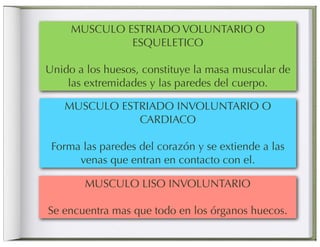 MUSCULO ESTRIADO VOLUNTARIO O
              ESQUELETICO

Unido a los huesos, constituye la masa muscular de
    las extremidades y las paredes del cuerpo.

   MUSCULO ESTRIADO INVOLUNTARIO O
              CARDIACO

 Forma las paredes del corazón y se extiende a las
      venas que entran en contacto con el.

        MUSCULO LISO INVOLUNTARIO

Se encuentra mas que todo en los órganos huecos.
 