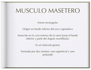 MUSCULO MASETERO
                 Forma rectangular

    Origen en borde inferior del arco cigomático

Inserción en la cara externa de la rama hasta el borde
        inferior y parte del ángulo mandibular.

                Es un músculo grueso

  Formado por dos vientres: uno superﬁcial y uno
                    profundo
 