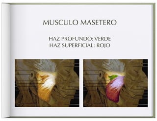 MUSCULO MASETERO

 HAZ PROFUNDO: VERDE
 HAZ SUPERFICIAL: ROJO
 