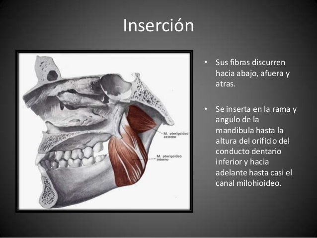 Residuo De La Masticacion Del Buyo