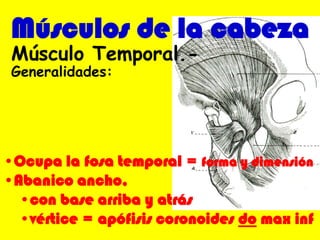 Músculos de la cabeza
•Ocupa la fosa temporal = forma y dimensión
•Abanico ancho,
•con base arriba y atrás
•vértice = apófisis coronoides do max inf
Músculo Temporal.-
Generalidades:
 