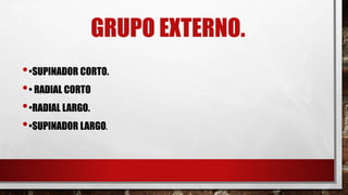 GRUPO EXTERNO.
••SUPINADOR CORTO.
•• RADIAL CORTO
••RADIAL LARGO.
••SUPINADOR LARGO.
 