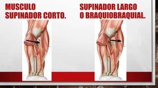 MUSCULO
SUPINADOR CORTO.
SUPINADOR LARGO
O BRAQUIOBRAQUIAL.
 