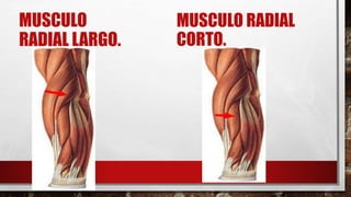 MUSCULO
RADIAL LARGO.
MUSCULO RADIAL
CORTO.
 