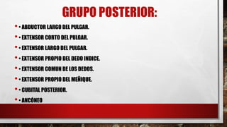 GRUPO POSTERIOR:
•• ABDUCTOR LARGO DEL PULGAR.
•• EXTENSOR CORTO DEL PULGAR.
•• EXTENSOR LARGO DEL PULGAR.
•• EXTENSOR PROPIO DEL DEDO INDICE.
•• EXTENSOR COMUN DE LOS DEDOS.
•• EXTENSOR PROPIO DEL MEÑIQUE.
•• CUBITAL POSTERIOR.
•• ANCÓNEO
 