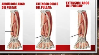 ABDUCTOR LARGO
DEL PULGAR
EXTENSOR CORTO
DEL PULGAR:
EXTENSOR LARGO
DEL PULGAR:
 