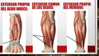 EXTENSOR PROPIO
DEL DEDO INDICE:
EXTENSOR COMUN
DE LOS DEDOS:
EXTENSOR PROPIO
DEL MEÑIQUE:
 