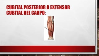 CUBITAL POSTERIOR O EXTENSOR
CUBITAL DEL CARPO:
 