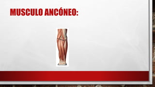 MUSCULO ANCÓNEO:
 