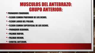 MUSCULOS DEL ANTEBRAZO:
GRUPO ANTERIOR:
•PRONADOR CUADRADO.
•• FLEXOR COMUN PROFUNDO DE LOS DEDOS.
•• FLEXOR LARGO DEL PULGAR.
•• FLEXOR COMUN SUPERFICIAL DE LOS DEDOS.
•• PRONADOR REDONDO.
•• PALMAR MAYOR.
•• PALMAR MENOR.
•• CUBITAL ANTERIOR.
 