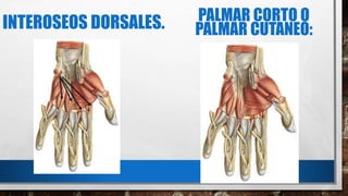 INTEROSEOS DORSALES. PALMAR CORTO O
PALMAR CUTANEO:
 
