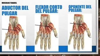 ADUCTOR DEL
PULGAR
MUSCULOS TENARES:
FLEXOR CORTO
DEL PULGAR:
OPONENTE DEL
PULGAR:
 