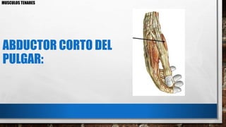 ABDUCTOR CORTO DEL
PULGAR:
MUSCULOS TENARES
 