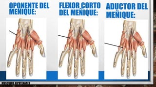 ADUCTOR DEL
MEÑIQUE:
FLEXOR CORTO
DEL MEÑIQUE:
OPONENTE DEL
MEÑIQUE:
MUSCULOS HIPOTENARES
 
