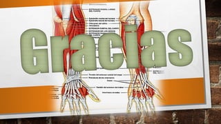Músculos del antebrazo anatomía 