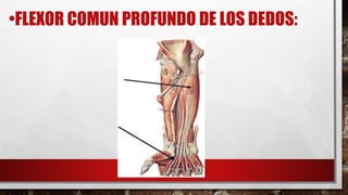 •FLEXOR COMUN PROFUNDO DE LOS DEDOS:
 