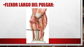 •FLEXOR LARGO DEL PULGAR:
 