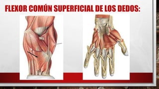 FLEXOR COMÚN SUPERFICIAL DE LOS DEDOS:
 
