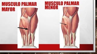 MUSCULO PALMAR
MAYOR
MUSCULO PALMAR
MENOR
 