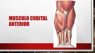 MUSCULO CUBITAL
ANTERIOR
 