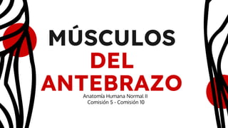 MÚSCULOS
DEL
ANTEBRAZO
Anatomía Humana Normal II
Comisión 5 - Comisión 10
 