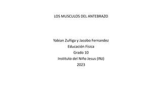 LOS MUSCULOS DEL ANTEBRAZO
Yabian Zuñiga y Jacobo Fernandez
Educación Física
Grado 10
Instituto del Niño Jesus (INJ)
2023
 