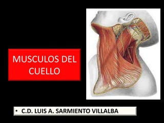 MUSCULOS DEL
CUELLO
• C.D. LUIS A. SARMIENTO VILLALBA
 
