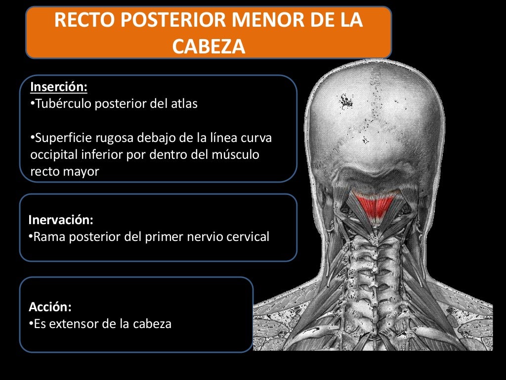 Musculos de la nuca Musculos de la nuca