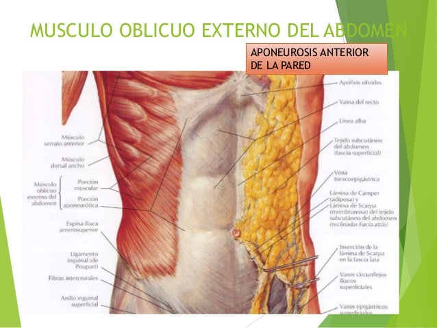 Musculos de la pared anterolateral del abdomen
