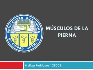 MÚSCULOS DE LA
PIERNA

Melissa Rodríguez 128568

 