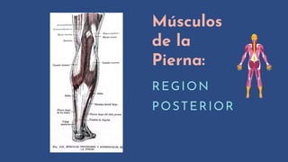 Músculos
de la
Pierna:
REGION
POSTERIOR
 