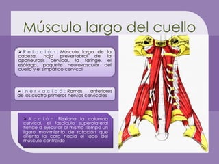 Músculo largo del cuello
 R e l a c i ó n : Músculo largo de la
cabeza, hoja        prevertebral de la
aponeurosis cervical, la faringe, el
esófago, paquete neurovascular del
cuello y el simpático cervical



 I n e r v a c i o ó : Ramas    anteriores
de los cuatro primeros nervios cervicales




   A c c i ó n : Flexiona la columna
  cervical, el fascículo superolateral
  tiende a ejecutar al mismo tiempo un
  ligero movimiento de rotación que
  orienta la cara hacia el lado del
  músculo contraído
 