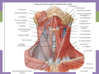 Músculos de la región anterior del cuello
                                                                      M. Digástrico
                                                                                M. Milohioideo
        M. Masetero
                                                                                  Glandula submaxilar
   Glandula parótida
                                                                                   Tendon intermediario
                                                                                      de digástrico
         M. Platisma
                                                                                       M. Estilohioideo
   Proceso mastoideo
                                                                                     M. Digástrico
      Hueso hioides
                                                                                     Carótida externa
          Carótida
                                                                                      Vena yugular
                                                                                        interna
        Fascia infrahioidea
            y músculos                                                                  M. Tirohioideo

                                                                                      M. Omohioideo
        Cartíago tiroides
                                                                                     M. Esternohioideo
              Fascia cervical
                                                                                     M. Esternotiroideo

         Cartíago                                                                     M. Escaleno
       cricotiroideo
                                                                                          M. Trapecio


                                                                                             M. Deltoide




                                                                                                 Clavícula


                                                                                           M. Omohioideo

Hoja prevertebral de la fascia                                                         M. Pectoral
          cervical
 