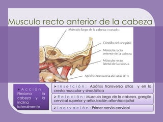 Musculo recto anterior de la cabeza




                     I n s e r c i ó n : Apófisis transversa atlas   y en la
  A c c i ó n :    cresta muscular y sinostática
  Flexiona     la
  cabeza y la        R e l a c i ó n : Musculo largo de la cabeza, ganglio
  inclina           cervical superior y articulación atlantoocipital
  lateralmente       I n e r v a c i ó n : Primer nervio cervical
 