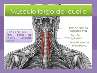 Músculo largo del cuello

                     Porción oblicua
Inserción:           superoexterna
Atlas   hasta   la     Porción
tercera   vertebra   longitudinal
dorsal
                      Porción oblicua
                       inferoexterna
 