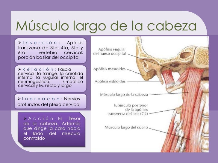 Musculos de la region prevertebral