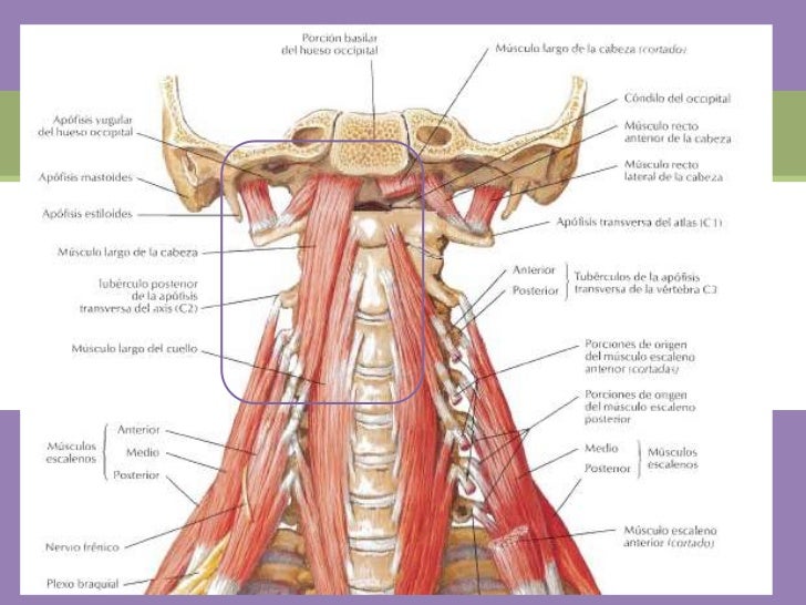 Musculos de la region prevertebral