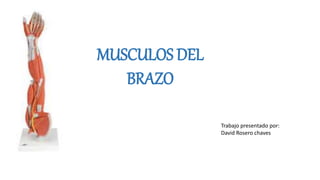 MUSCULOS DEL
BRAZO
Trabajo presentado por:
David Rosero chaves
 