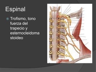 Triángulo posteriorNervio accesorioPlexo cervicalPlexo braquial