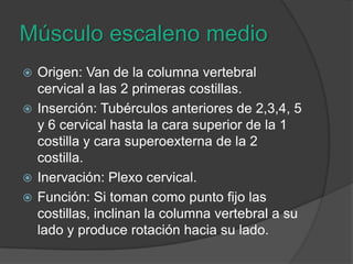 Músculo escaleno medioOrigen: Van de la columna vertebral cervical a las 2 primeras costillas.Inserción: Tubérculos anteriores de 2,3,4, 5 y 6 cervical hasta la cara superior de la 1 costilla y cara superoexterna de la 2 costilla.Inervación: Plexo cervical.Función: Si toman como punto fijo las costillas, inclinan la columna vertebral a su lado y produce rotación hacia su lado.