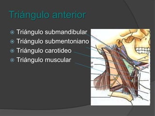Triángulo anteriorLimitado por el borde anterior del esternocleidomastoideo, línea media cervical y mandíbula.
